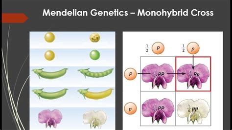 monohybrid cross definition|patterns of inheritance problems monohybrid crosses.